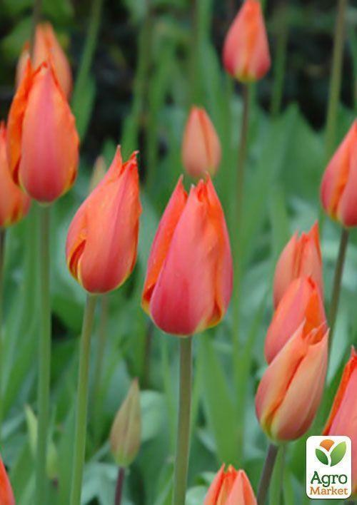 Тюльпан "Temple of Beauty" 3шт в упаковке