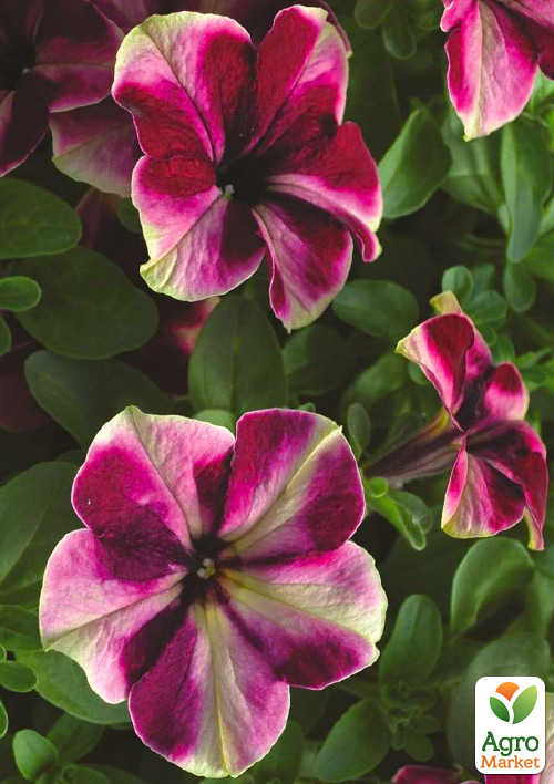Петунія ампельна Famous "Swirl Raspberry"
