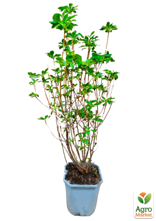 LMTD Енкіантус дзвоновий "Enkianthus campanulatus" висота 60-80см - фото 5