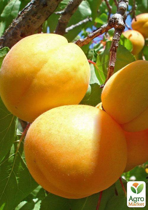 Абрикос "Ледана" (ранне-средний срок созревания) - фото 6