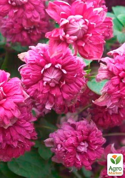 Клематис "Purpurea plena elegans" - фото 2