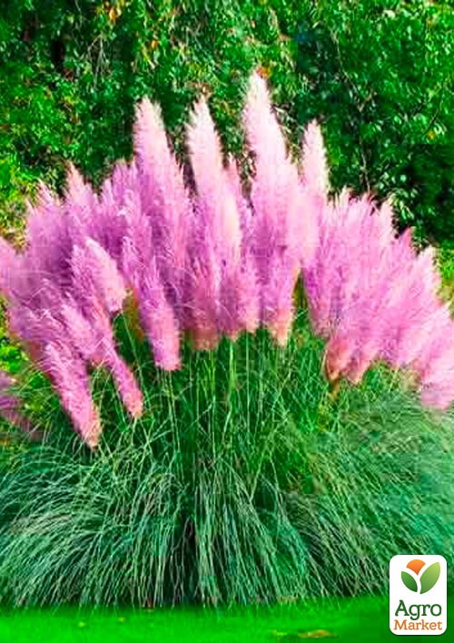 Пампасна трава "Rose" (кортадерія) вазон Р9