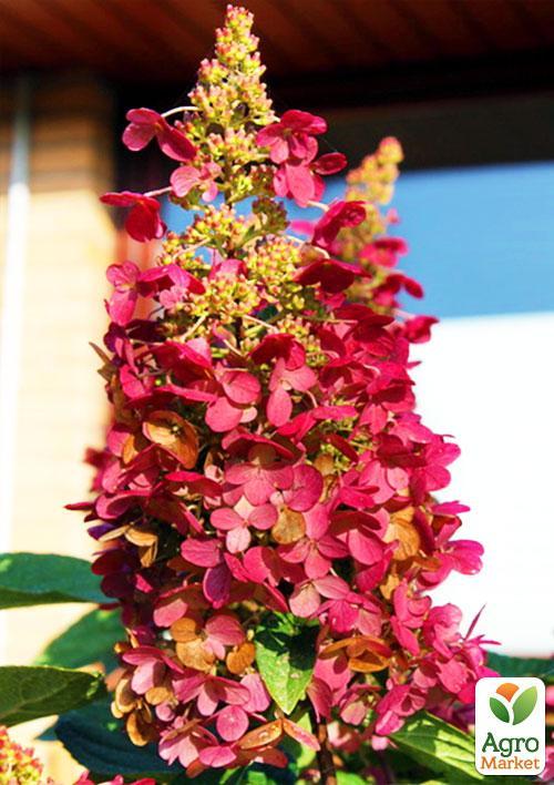 Гортензия метельчатая "Вимс Ред" (Wim`s Red) - фото 6