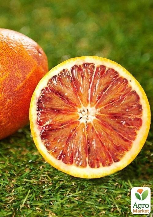 Апельсин "Кара-Кара" - фото 2