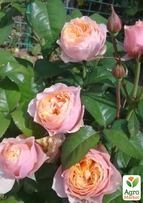 Троянда штамбова "Вувузела" (Vuvuzela) (саджанець класу АА+) - фото 3