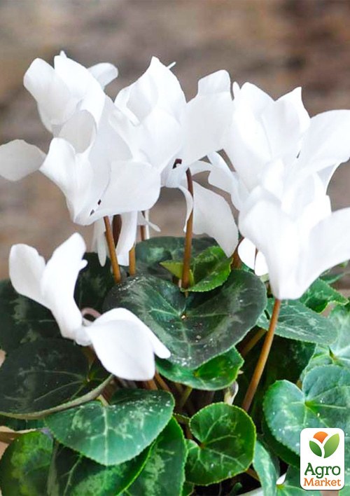 Цикламен персидский "Чарли" ТМ "Vesna Exclusive" 3шт