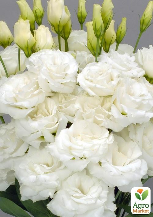 Эустома махровая "Arena White" укорененная в контейнере Р9