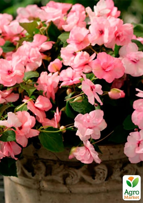 Бальзамін махровий "Деметра" ТМ "Vesna Exclusive" 5шт