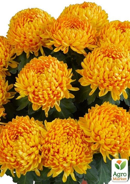 Хризантема  "Sunlan" (низкорослая крупноцветковая)