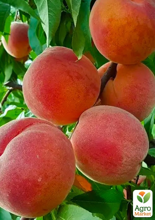 Персик "Флеминг Фьюри" укорененный в контейнере (саженец 2 года) - фото 2