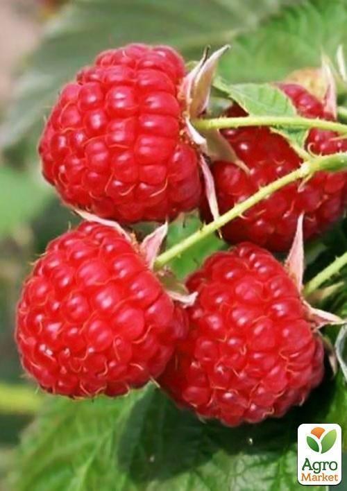 Эксклюзив! Малина красная "Шедевр" (Masterpiece) (американская селекция, премиальный высокоурожайный сорт) - фото 4