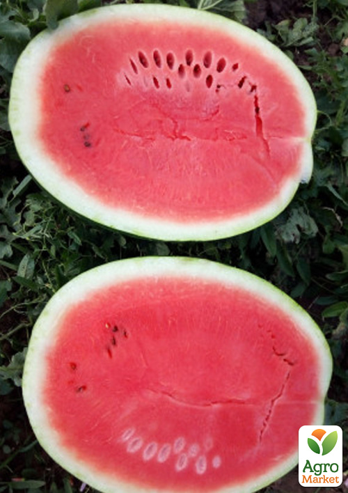 Арбуз "Максимус" (зипер) ТМ "Весна" 4г
