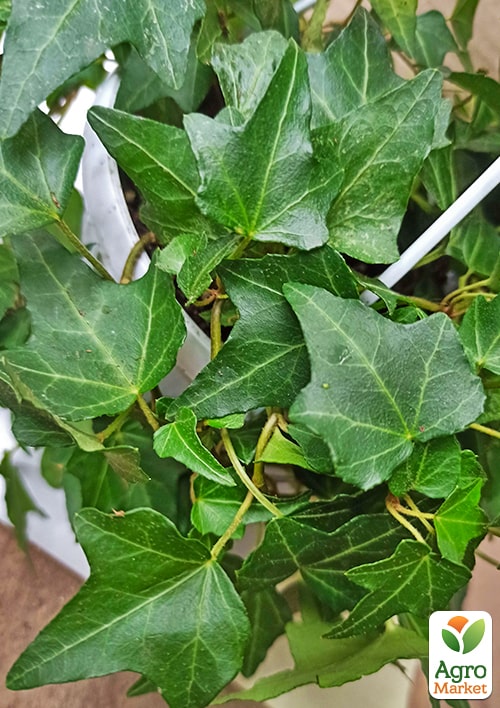 Плющ кімнатний "Shamrock" (підвісний вазон) - фото 7