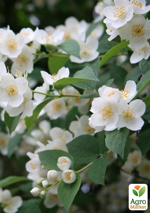 Жасмин "Белый"