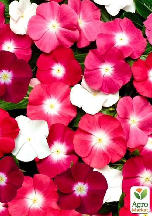 Катарантус "Аристократ" ТМ "Vesna Exclusive" 14шт