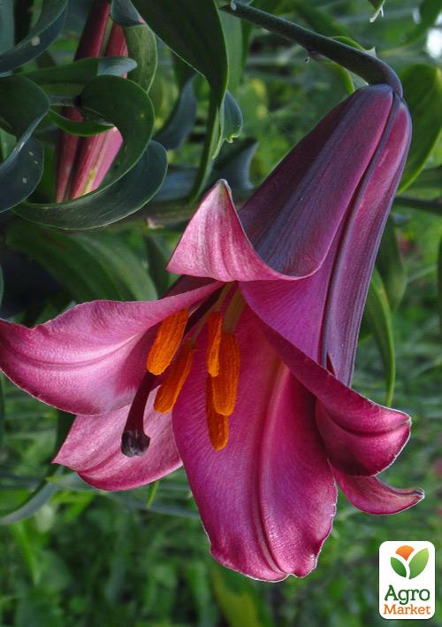 Лилия Трубчатая "Pink Perfection" 