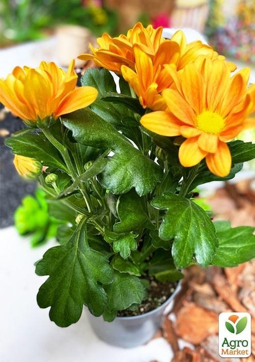 Хризантема "Classic Orange" (Нидерланды) - фото 2