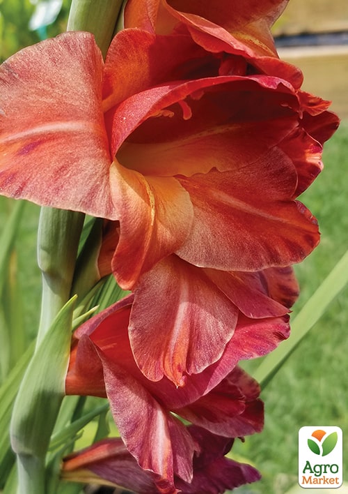 Гладиолус "Mohican"  - фото 4