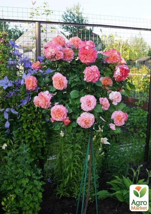 Роза штамбовая "Kimono" 