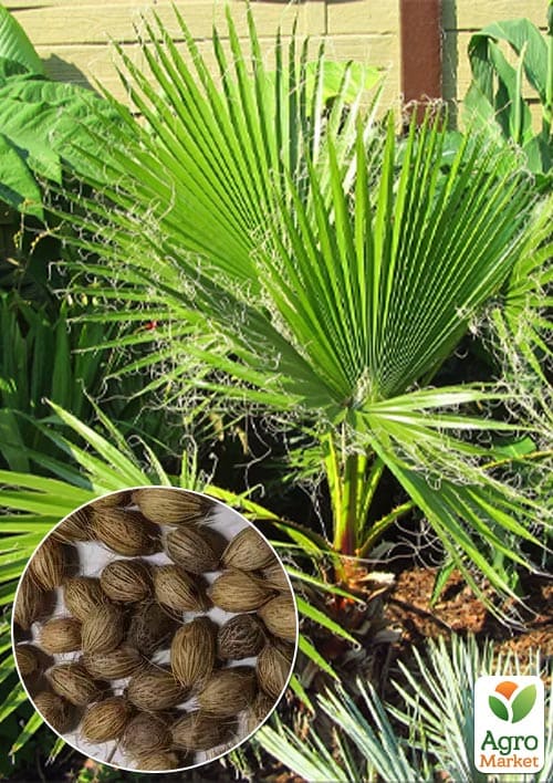 Пальма "Вашингтония" (зипер) ТМ "Весна" 3шт