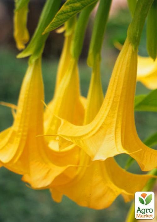 Бругмансія деревоподібна "Lemon" - фото 2