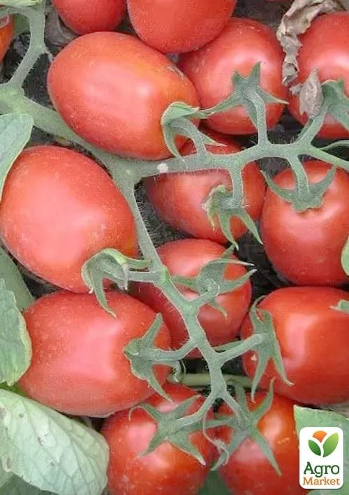 Томат детермінантний "3402 F1" ТМ "Lark Seeds" 500шт