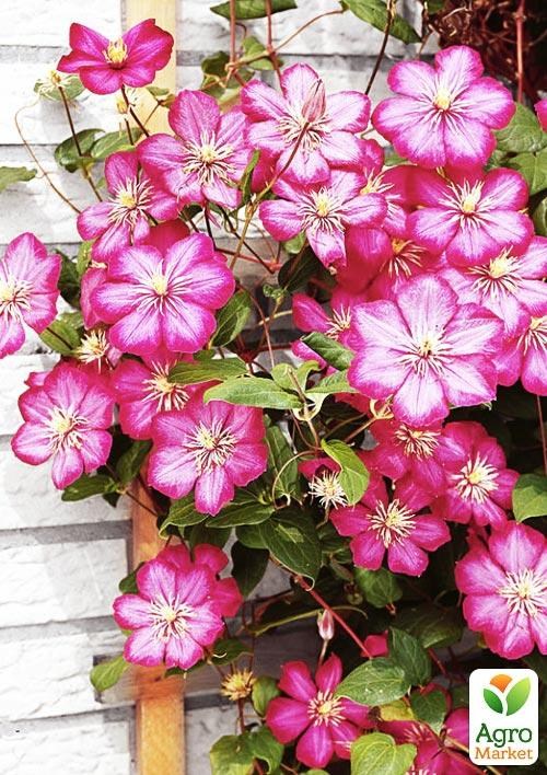 Clematis 3 years old "Ville de Lyon" С2 - фото 5