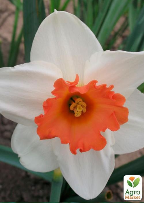 Нарцисс "Cool Flame" (размер 12/14 , крупный) 3шт в упаковке