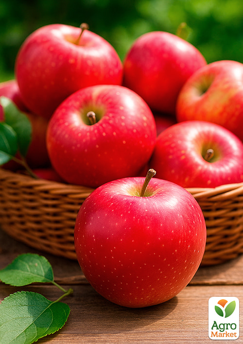 Яблоня "Пинова" (зимний сорт, поздний срок созревания) - фото 4