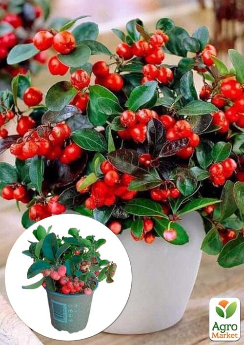 LMTD Гаультерия "Big Berry" с плодами (высота 15-25см)