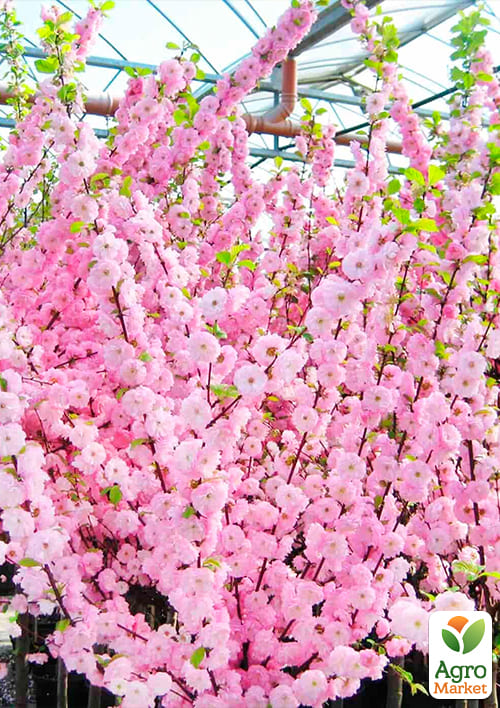 Декоративний Мигдаль "Трилопатевий" - фото 2