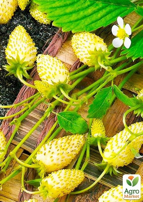 Земляника ремонтантная "Белый лотос" горшок P9