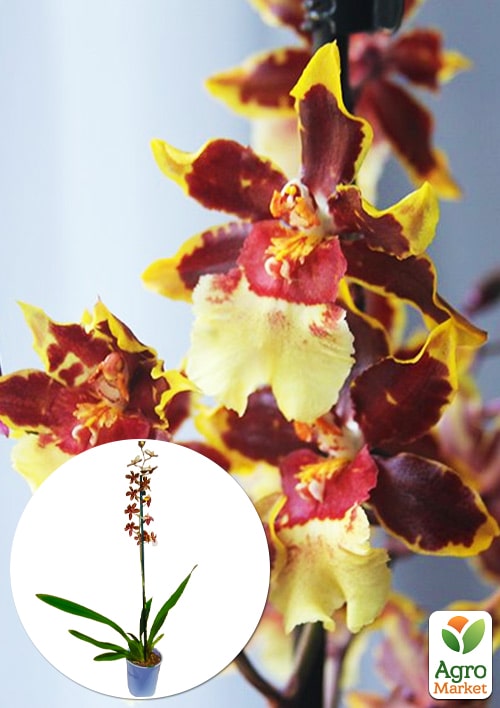 Орхідея Камбрія "Hot Chocolate"
