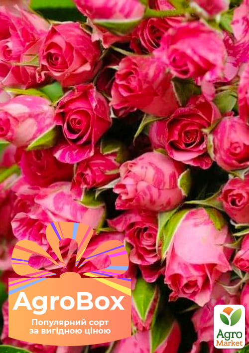 Эксклюзив! AGROBOX с саженцем обильно цветущей розы