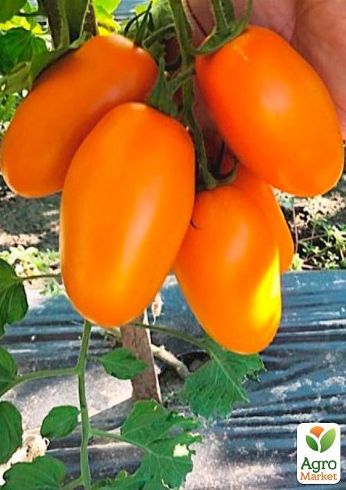 Томат індетермінантний "Ремембе F1" ТМ "Lark Seeds" 250шт