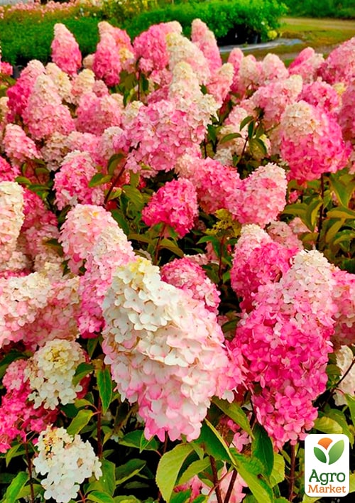 Гортензія волотиста "Фрайз мелба" - фото 5