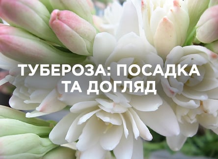 Тубероза: всё о посадке, выращивании и уходе