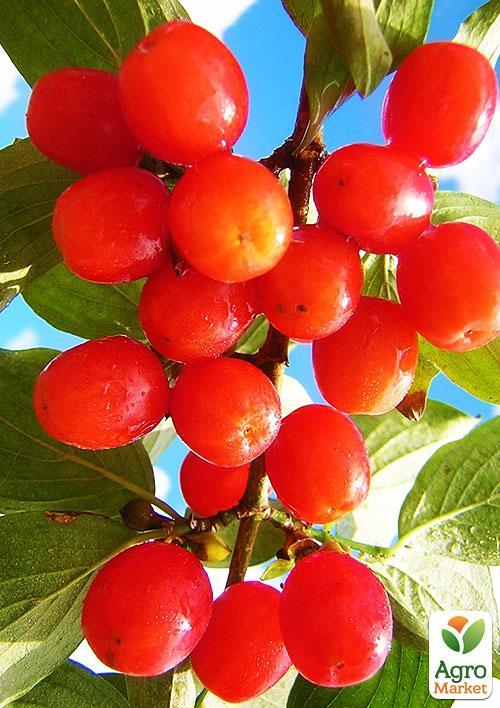 Кизил "Кораловий рожевий" - фото 4