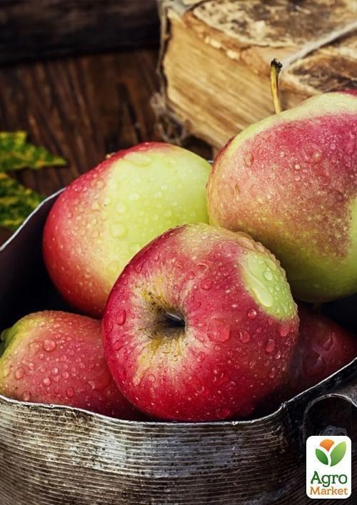 Яблоня "Санрайз" (летний сорт, ранний срок созревания)