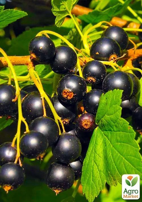 Смородина чорна "Голубка" (ранній термін дозрівання)