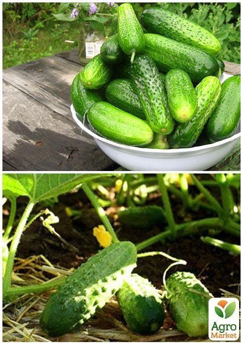 На вагу Огірок "Мона F1" ТМ "Весна" ціна за 1г - фото 3