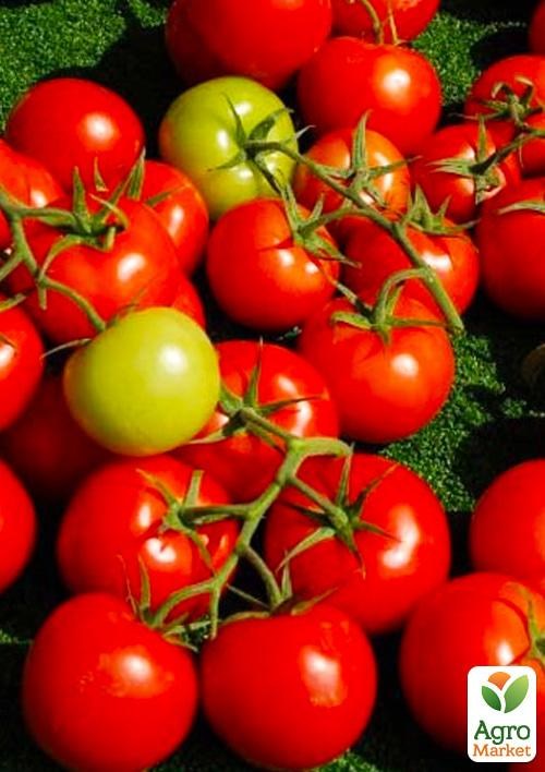 Томат детерминантный "Шаста F1" ТМ "Lark Seeds" 10000шт