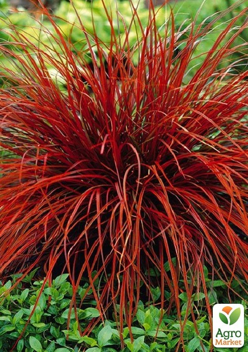 Унциния  "Rubra" С1 (высота 10-20см)