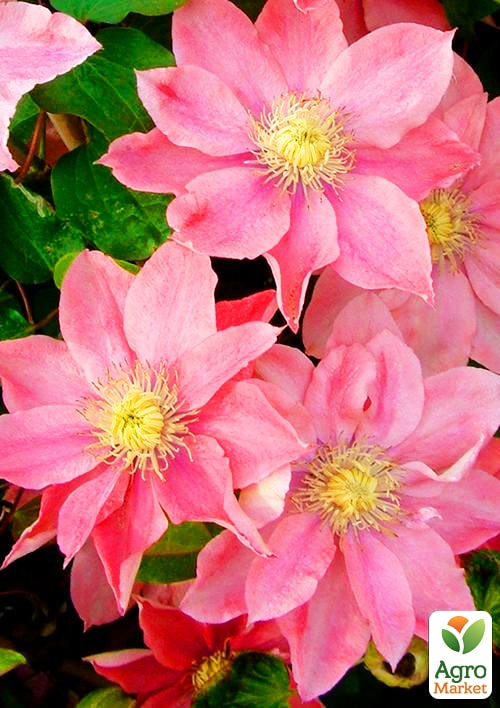 Клематис "Little Mermaid"