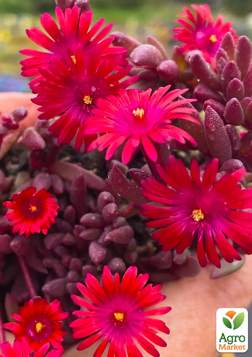 Делосперма темнолистная (цветущий суккулент)  Desert Dancers "Red"