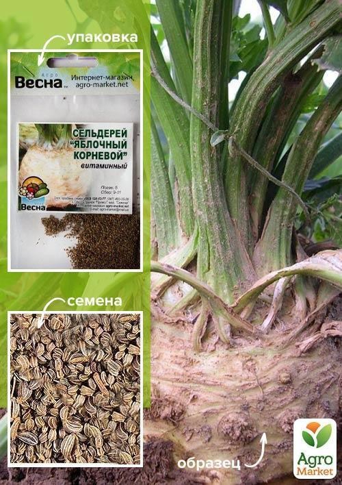 Сельдерей "Яблочный корневой" (Зипер) ТМ "Весна" 1г