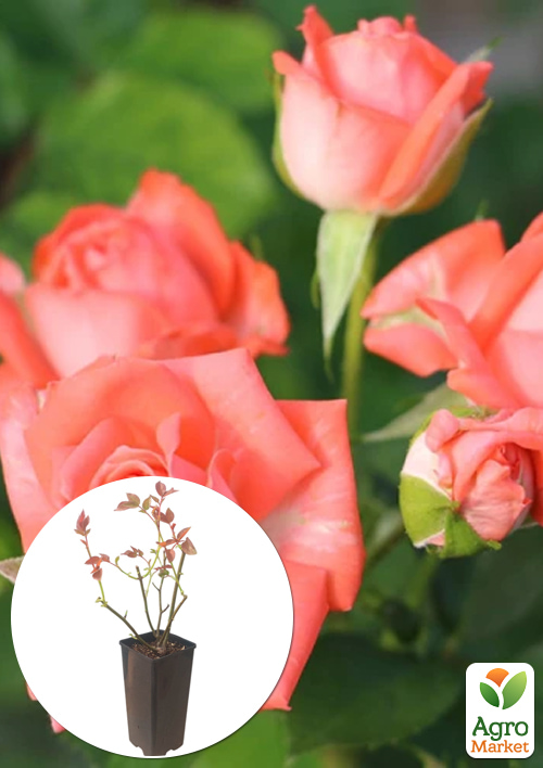 Роза спрей "Barbados" в контейнере, высший сорт