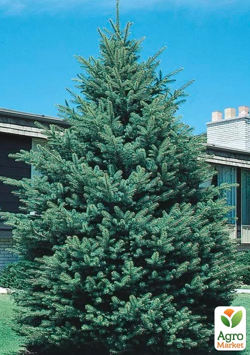 Ель канадская густая "Densata" (Чёрная Ель) горшок P9