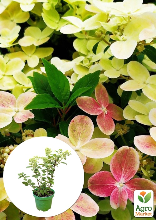 Гортензія 3-х річна волотиста "Polestar"