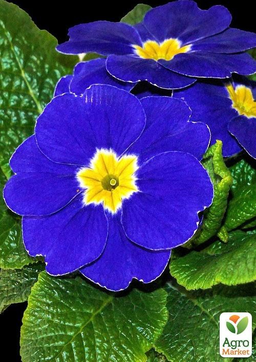 Примула первоцвет "Blue Primrose" 